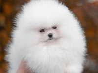 teddy bear boo yavrular taksitle heryere gönderilir