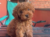 4 Aylik Erkek Poodle