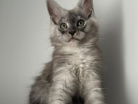 Sağlık Ve Irk Garantili Minik Maine Coon Devler