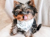 Çok akıllı sorunsuz ev köpeği