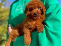 Toy poodle erkek yavrumuz