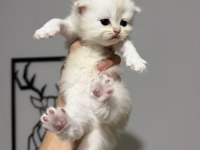 Sıfır kulak üst sınıf scottish fold bebekler