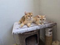 British shorthair golden dişi erkek yavrularımız