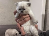 Güzel British Shorthair Kızımız Yeni Yuvasına Gitmeye Hazır