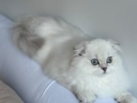 Scottish fold (ücretli sahiplendirme)