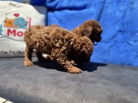 Ankaranın en seçkin kore toy poodle yavruları