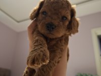 Anne yanından orjinal poodle yavru