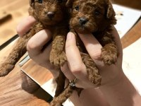 Efsane poodle yavrularımız hazır