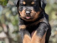 Heybetli Irk Garantili Rottweiler Yavrular
