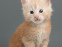 MAİNE COON TÜRK - MCO CATTERY