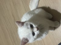 Çok tatlı british shorthair beyaz mavi gözlü