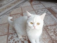 1 yaşında saf dişi iran kedisi