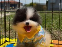 Pomeranian Boo Color Renk Bakımlı 90 Günlük