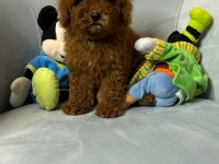 Toy Poodle Bebekler