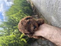 Teacup kan toy poodle bebekler