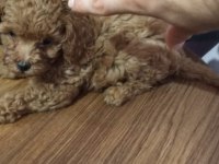 Çok Tatlı, Orijinal Toy Poodle Yavrusu