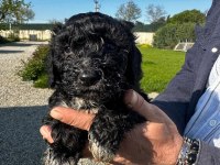 Toy poodle yavrular