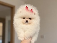 Pomeranian Boo Prenses Tea Cup Dişi