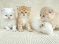 British shorthair ve longhair yavrular