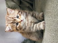British tabby Dünyalar tatlısı
