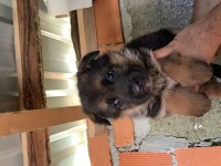 Kızıl ve siyah şecereli alman kurdu yavrular