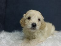 MALTİPOO BEBEKLER