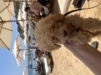 Dünya tatlısı apricot toy poodle