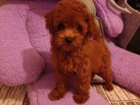 Toy Poodle Dişi