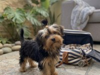 Oyuncu sevecen dişi erkek yavru köpekler