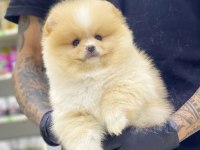 Yeni evlerine gitmeye hazır pomeranian yavruları