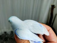 Forpus Anittepe Genç Takımlar