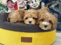 Kore maltipoo yavrularımızı görüp ala bilirsiniz