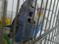 Jumbo muhabbet kuşu yavruları