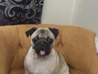 Eğitimli ve uysal pug köpeği