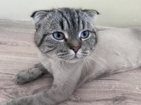 Kedimiz Scottish Fold 11 Aylık
