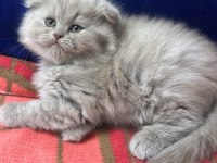 2 AYLIK SCOTTİSH VE LILAC KEDİMİZ