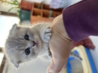 Scottish fold yavrularımıza yeni yuvalarını arıyoruz