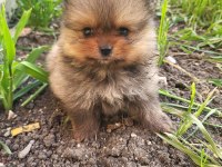 Mini Pomeranian Boo Bebekler