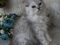 British longhair yeşil göz erkek
