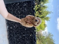 Kore Maltipoo Yavrumuz Yeni Yuvasına Hazır