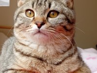 British shorthair kırması 8 aylık