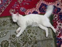 Kedimizi acil sahiplendirme