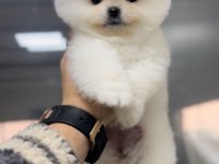 0 numara pomeranian boo teacup