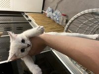 3 aylık kedimi sahiplendirmek istiyorum çok oyuncudur