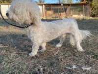 Kar topu maltese erkekler