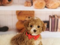 Muhteşem Anatomili Maltipoo Bebeklerimiz!