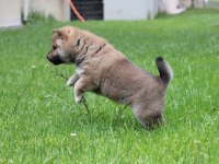 Shiba inu ırk