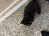Eğitimli 2.5 aylık kedimiz