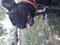 Köpeğim Pablo için dişi arıyorum