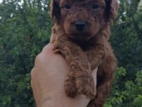 RED BROWN KORE SAFKAN TOY POODLE YAVRULARIMIZ